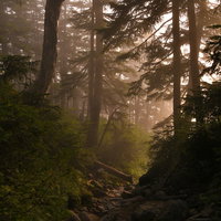 夕日が差し込む登山道の高層樹林で光と影が交錯する風景の写真
