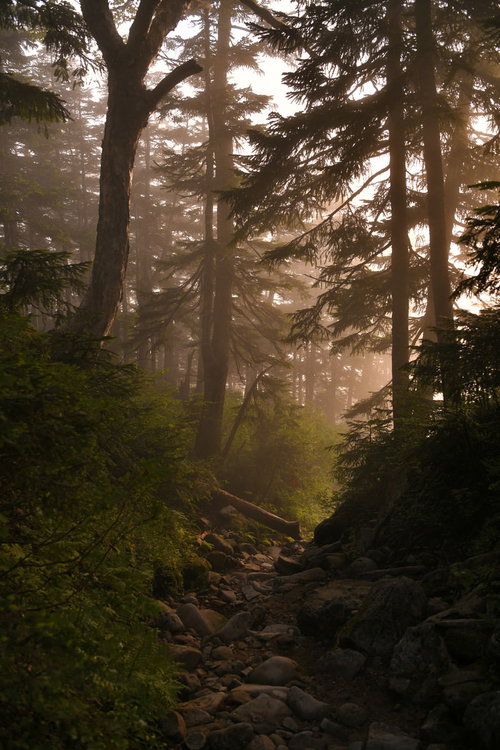 夕日が差し込む登山道の高層樹林で光と影が交錯する風景