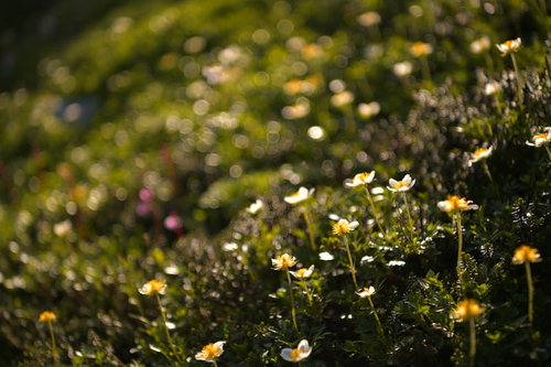 夕日に染まるチングルマの群生する高山植物の風景