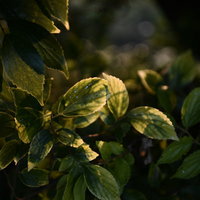 夕日を透かして輝く緑の葉と木漏れ日の光景の写真