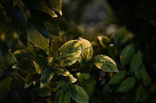 夕日を透かして輝く緑の葉と木漏れ日の光景