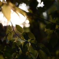 夕暮れの植え込みから見える光の写真