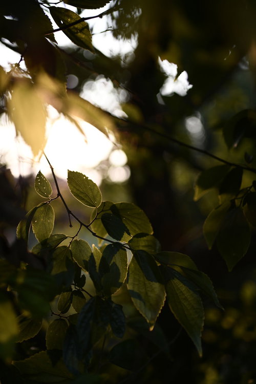 夕暮れの植え込みから見える木漏れ日の光と葉脈のディテール