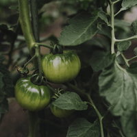 完熟を待つ青いトマトと茂った葉、家庭菜園の成長段階の写真