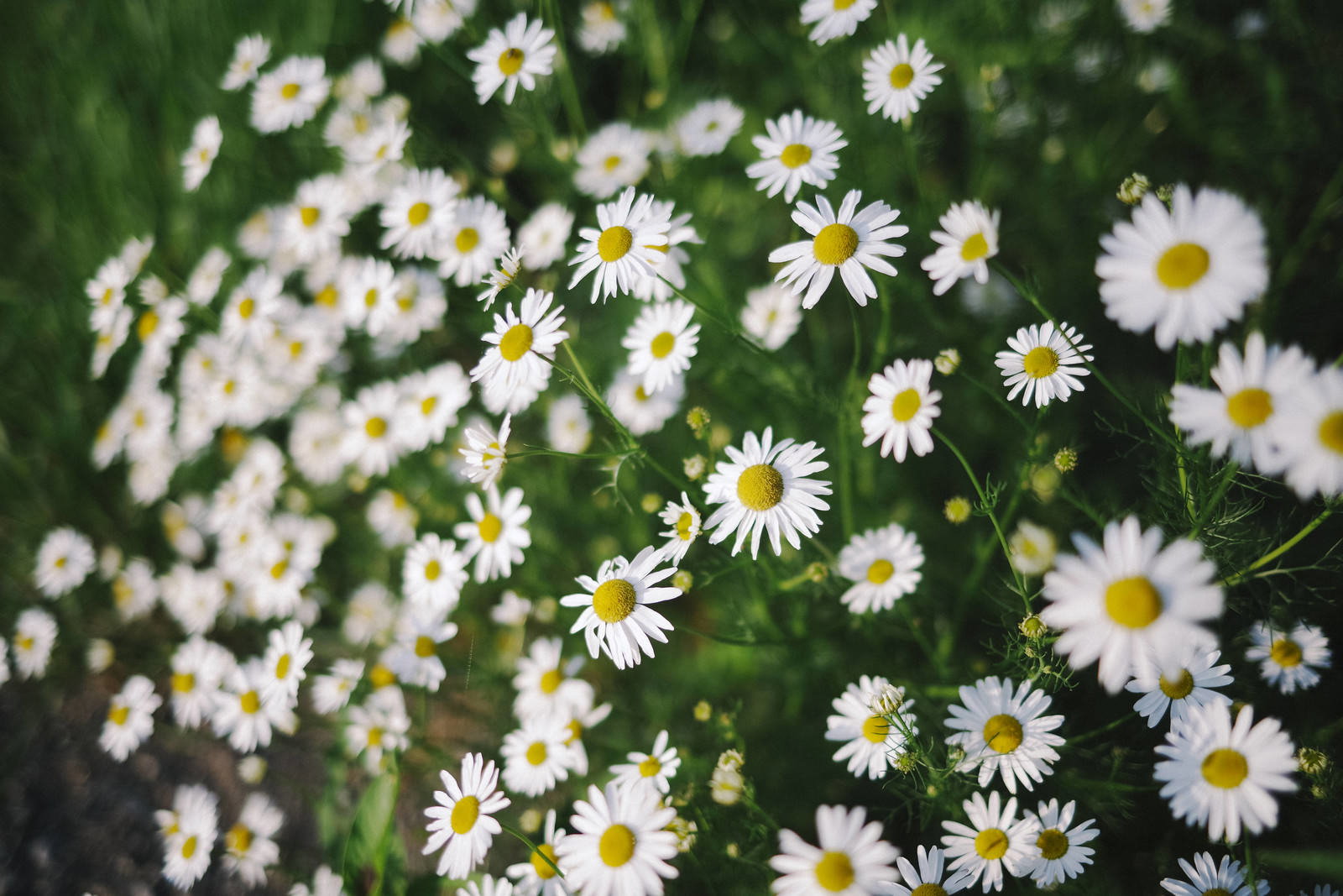 白い花びらと黄色い中心を持つカモミールの花が密集して咲いている様子