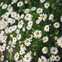 密集して咲く夏のカモミールの小花と黄色い中心部の写真