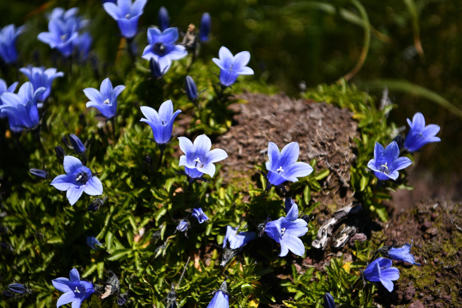 岩場に咲く青紫色のイワギキョウの小さな花