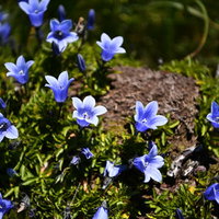 岩場に咲く小ぶりなイワギキョウの青紫色の花の写真