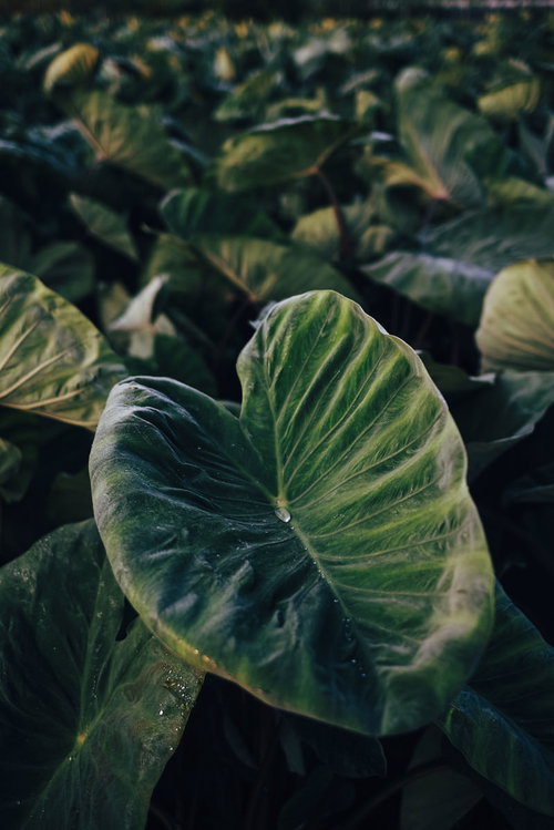 巨大な里芋の葉に玉のようにころがる水の雫