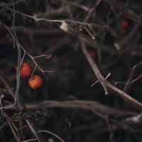 枯れ枝に朽ちゆくトマト：時間とともに腐敗が進む廃棄野菜の写真