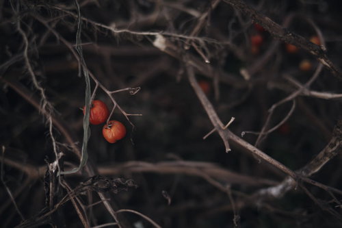 枯れ枝に朽ちゆくトマト：時間とともに腐敗が進む廃棄野菜
