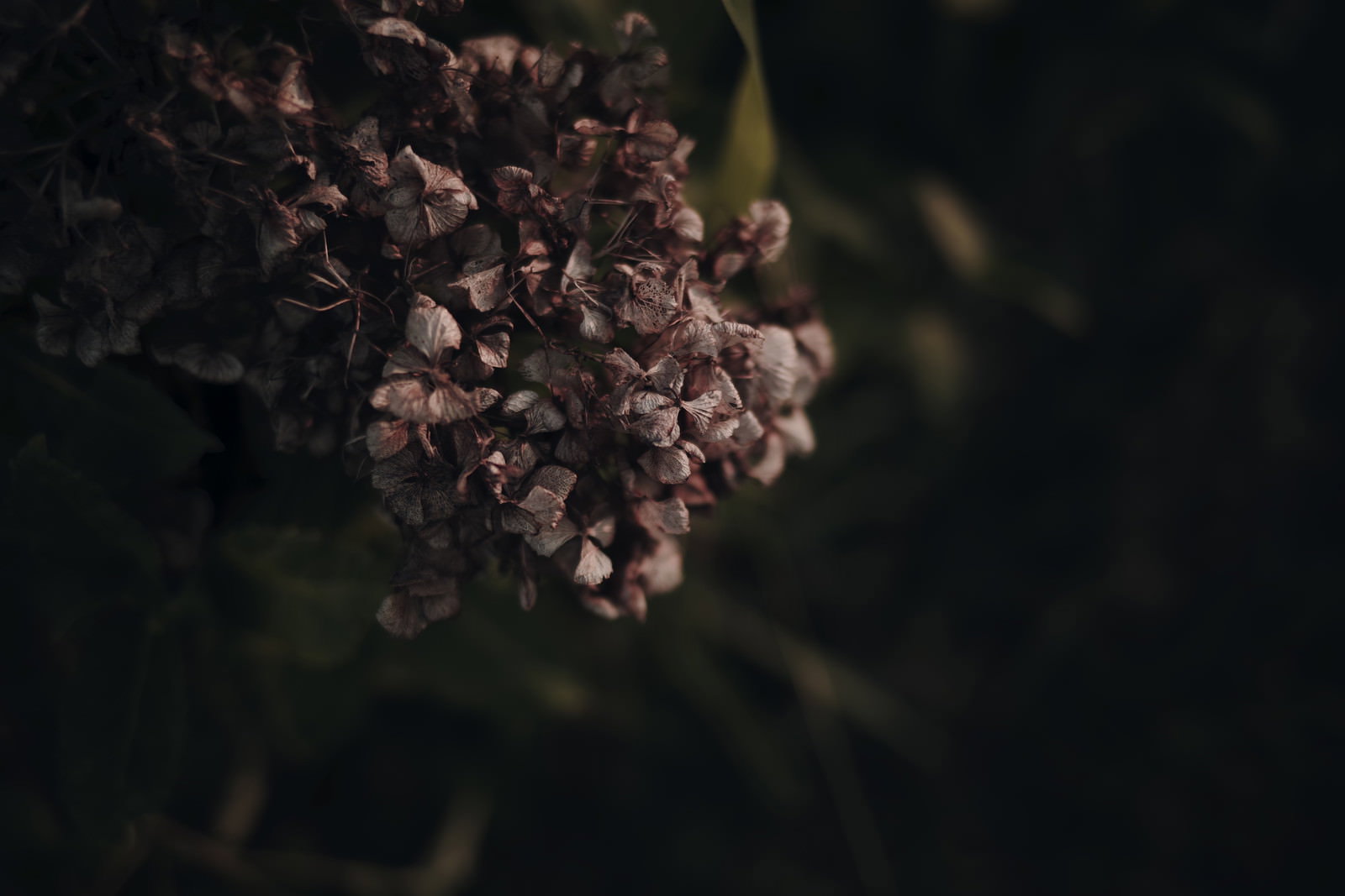 茶色く枯れたアジサイの花が暗い背景に浮かび上がっている
