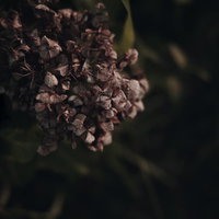 茶色く枯れたアジサイの花、ドライフラワーの写真