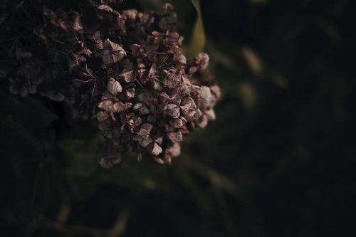 茶色く枯れたアジサイの花、ドライフラワー