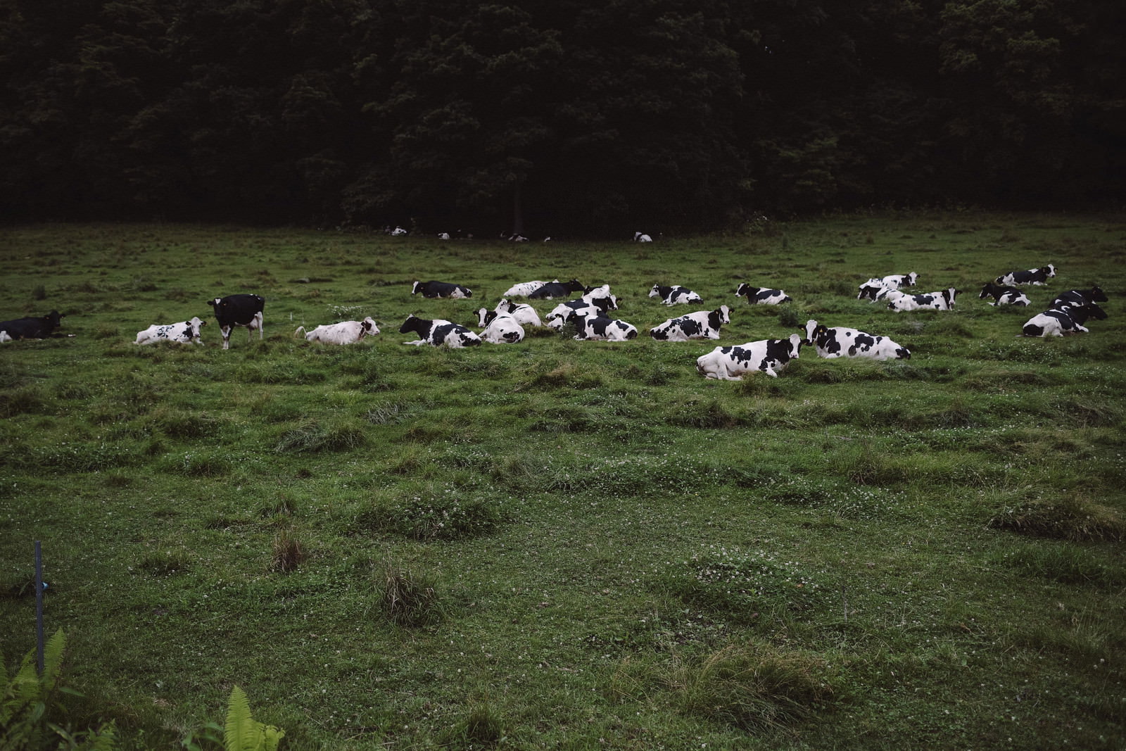 緑の牧草地で横になって休んでいる複数の牛たち