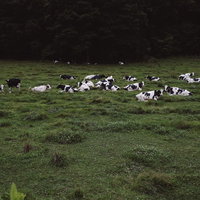 緑の牧草地に寝そべってくつろぐ牛たちの写真