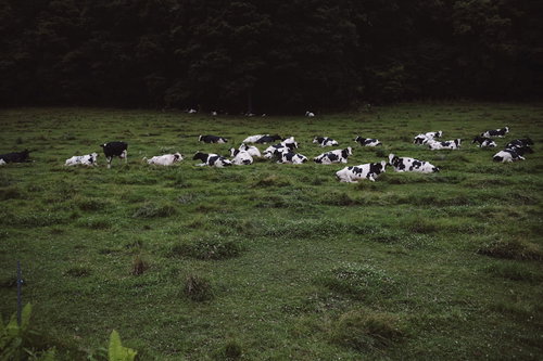 緑の牧草地に寝そべってくつろぐ牛たち