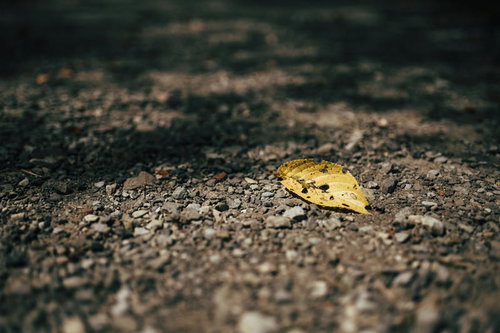 秋の始まりを告げるアスファルトの道路に落ちた黄色い落ち葉