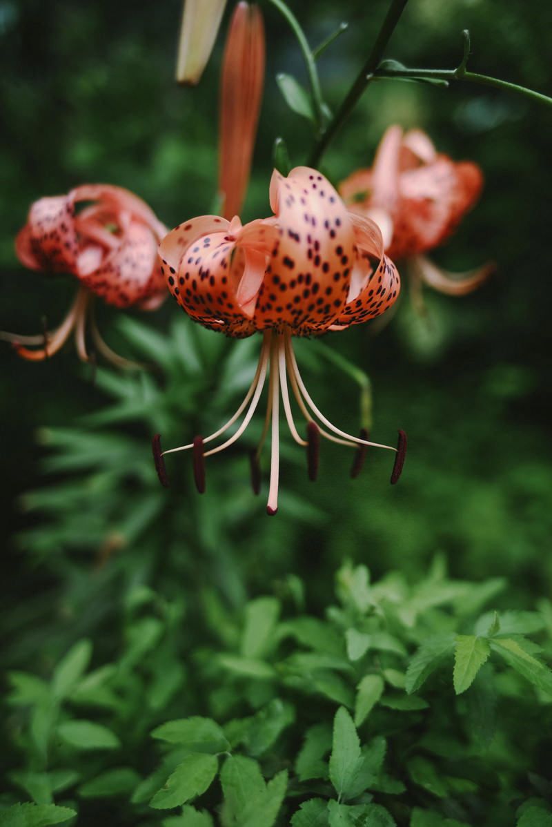 オレンジ色の花びらに黒い斑点がある鬼百合の花