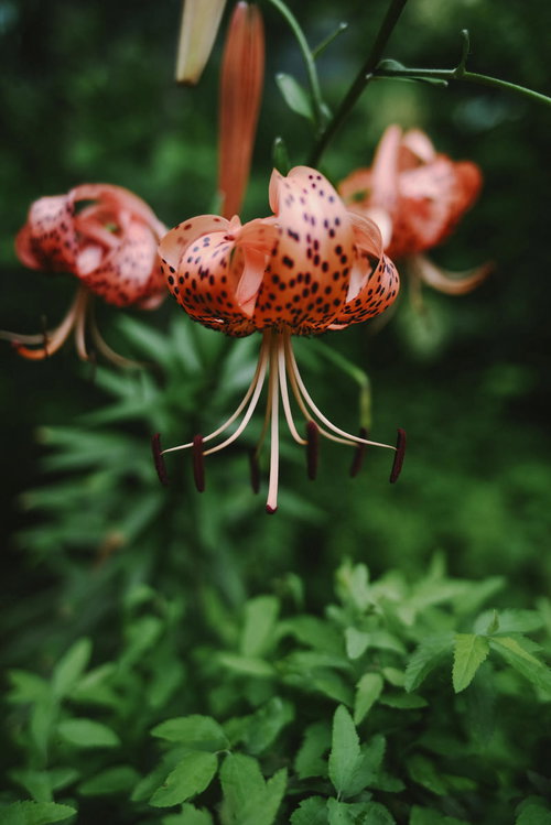 立派に咲いたオレンジ色の鬼百合の花