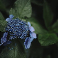 細かい花弁が密集する青紫色のアジサイの花の写真