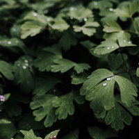 緑の葉に着いた真珠のように丸い水滴の写真