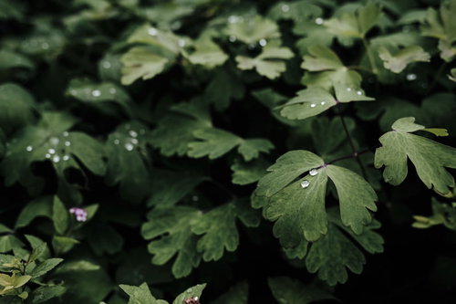 緑の葉に着いた真珠のように丸い水滴