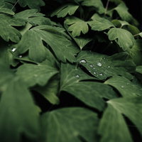 緑の葉の上を這う透明な水滴｜朝露と撥水効果の写真