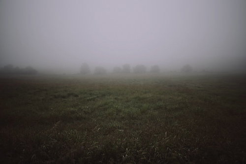 朝靄が立ち込める草原に見える木々の影と静寂の風景