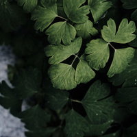 複雑なしわを浮かべた街路樹の葉がアスファルトに落ちるの写真