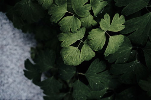 複雑なしわを浮かべた街路樹の葉がアスファルトに落ちる