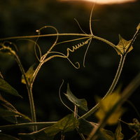 踊るようなシルエットのツタの写真