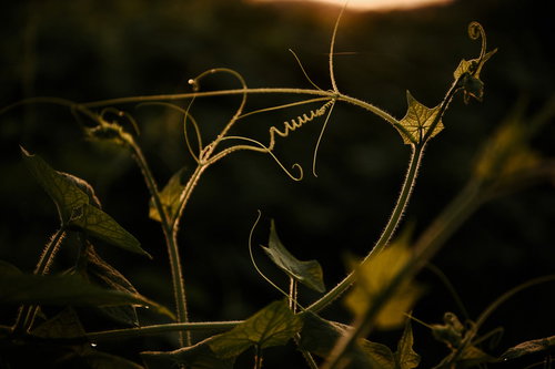 踊るようなシルエットのツタ
