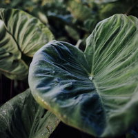 里芋の葉に落ちた透明な雫と撥水する水滴のマクロの写真