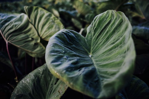 里芋の葉に落ちた透明な雫と撥水する水滴のマクロ