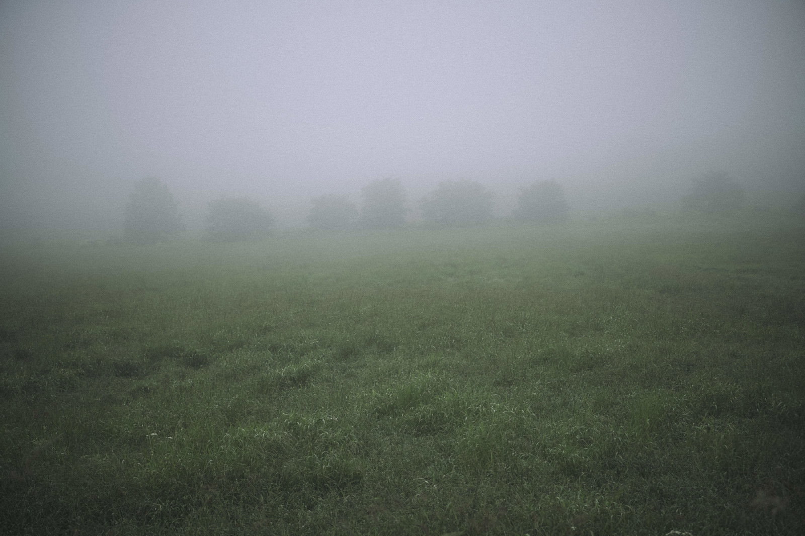 濃い霧に覆われた緑の草原の風景