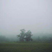 濃い霧の中に立つ双子の木のシルエットの写真