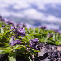 高層に自生するイワブクロの紫色の花が咲く山野草の写真