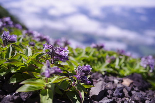 高層に自生するイワブクロの紫色の花が咲く山野草