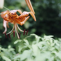 鬼百合のおしべに着いた細かな花粉の写真