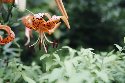 鬼百合のおしべに付着した黒い花粉の詳細な接写