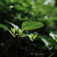 鮮やかな光を放つ新芽と剪定の断面の写真