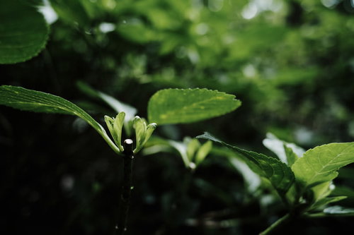 剪定後に伸びる鮮やかな新芽と輝く葉の断面