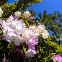 太陽を浴びる日本百名山・瑞牆山に咲くシャクナゲの写真