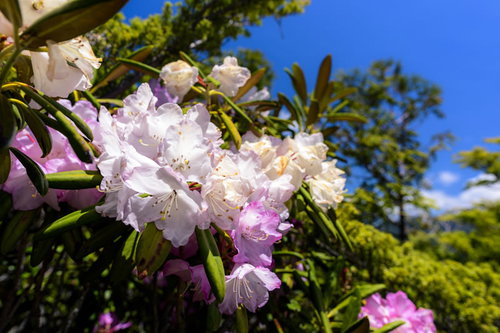 太陽を浴びる日本百名山・瑞牆山に咲くシャクナゲ