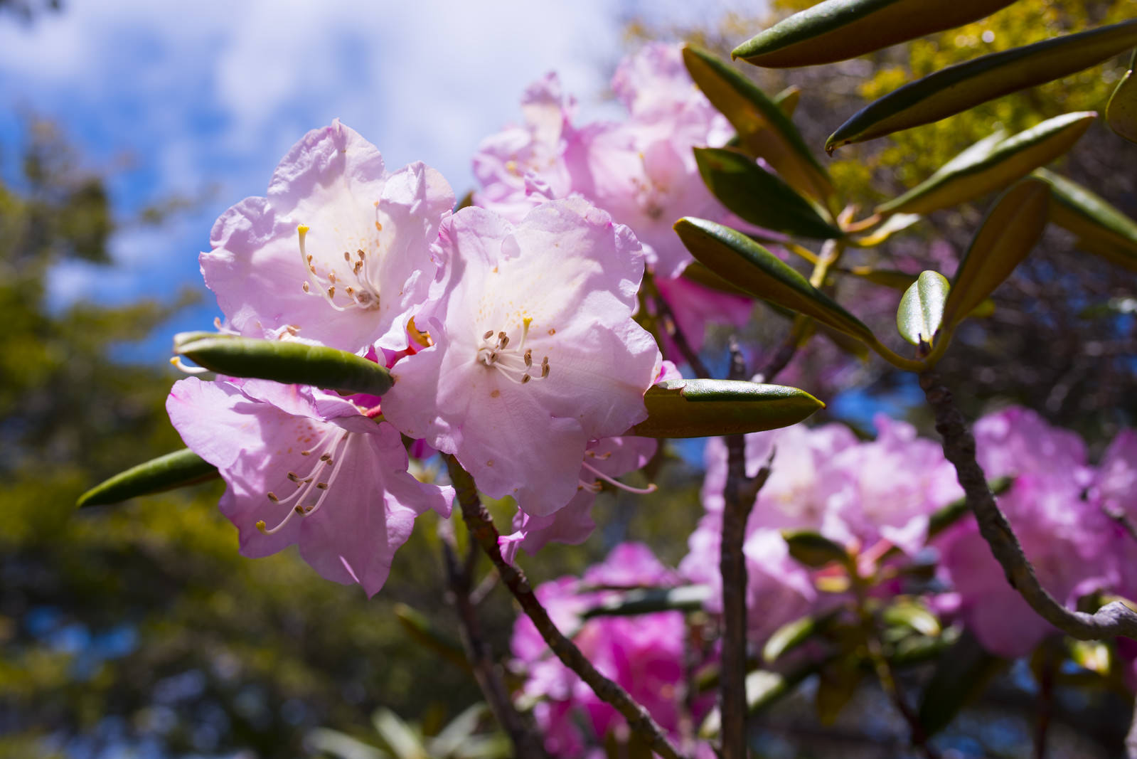瑞牆山に咲く薄いピンク色のシャクナゲの花と青空