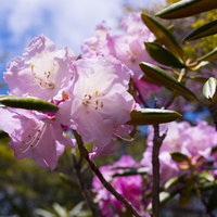 瑞牆山に咲く瑞々しいシャクナゲの花々と山岳風景の写真