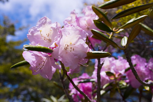 瑞牆山に咲く瑞々しいシャクナゲの花々と山岳風景