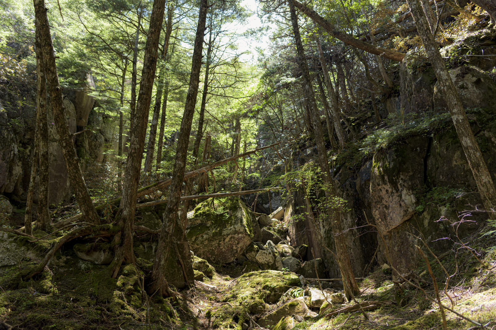 瑞牆山中腹の森林で、苔に覆われた岩と緑豊かな木々が並ぶ登山道の風景