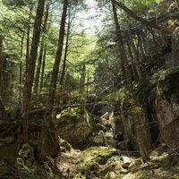 日本百名山・瑞牆山中腹の森と岩場の登山道風景の写真